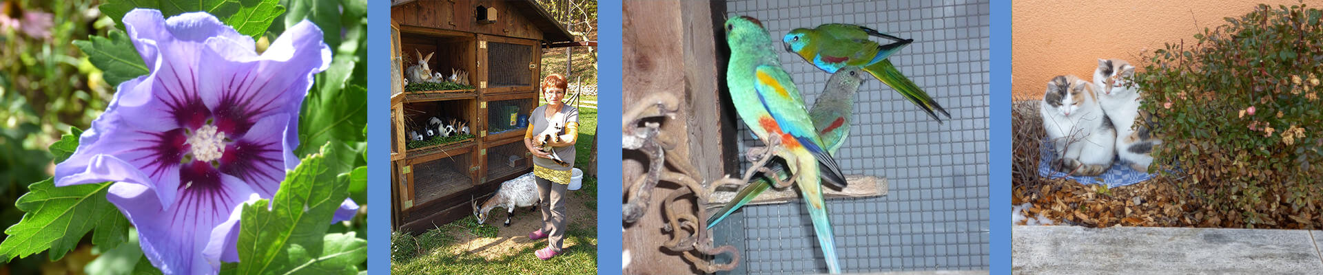 Tiere auf dem Bauernhof am Ferienhaus Sylvia